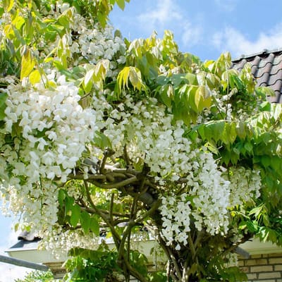Bloomique - Wisteria Floribunda Alba - Blauwe Regen Klimplant - Wit - Klimplanten - Tuinplanten - Winterhard - Hoogte 50-70 cm - Pot 15 cm