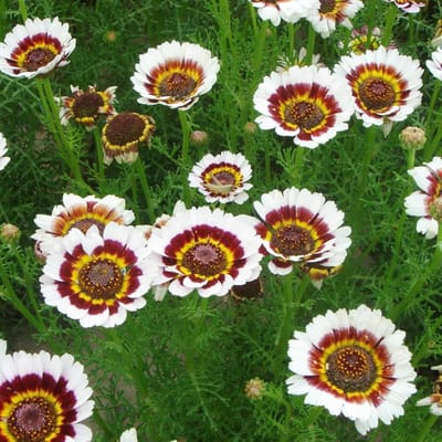 Chrysant Zaden - Bloemenzaad - Buiten Tuinieren - Gemakkelijk Groeiend - 100 Stuks - Niet Van Toepassing