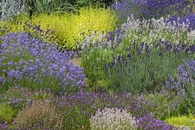 Tuinborder Geurende Border Modeste Herwig - Bijen-Vlinders - Geurend - Snijbloemen - Vaste planten - bloeit in Juni / Juli / Augustus