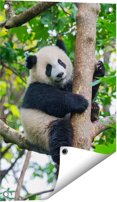 Gards Tuinposter Panda in de Bomen - 40x60 cm - Tuindoek - Tuindecoratie - Wanddecoratie buiten - Tuinschilderij