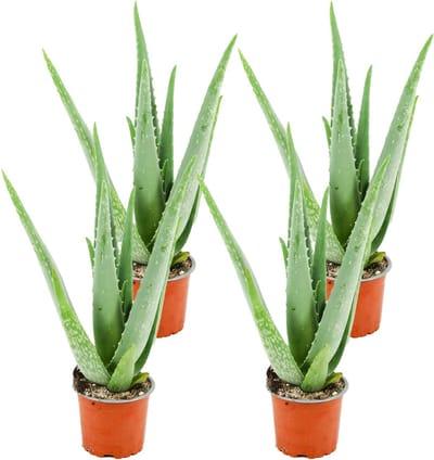 ZynesFlora Echte Aloe Vera Plant in Ø 10,5 cm Kwekerspot - Set van 4 - Vetplant Succulent Luchtreinigende Kamerplant Hoogte: 35 - 40cm