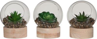 MICA DECORATIONS VETPLANT IN GLAS OP HOUTEN VOET GROEN 3 ASSORTI - H10XD10CM