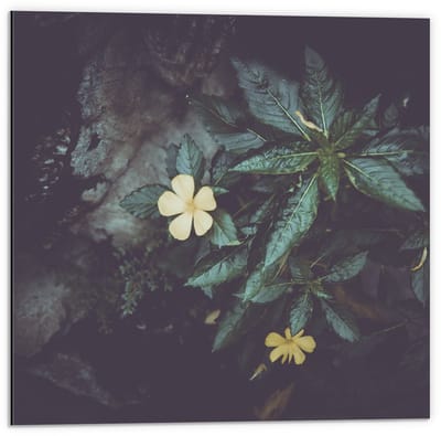 Dibond - Groene Planten met Gele Bloem  - 50x50cm Foto op Aluminium (Met Ophangsysteem)
