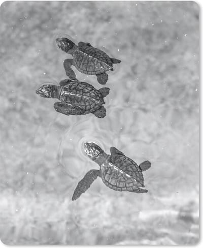 Muismat Schildpad - Schildpadden zwart-wit foto muismat rubber - 19x23 cm - Muismat met foto