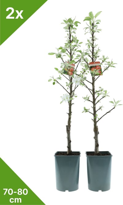 GARDENZO - 2x Zuil Appel - Malus domestica 'Red Sensation' - 70/80 cm in 4 ltr. pot