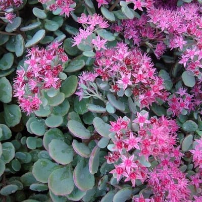 6 x Sedum Cauticola 'Lidakense' - Vetkruid pot 9x9cm