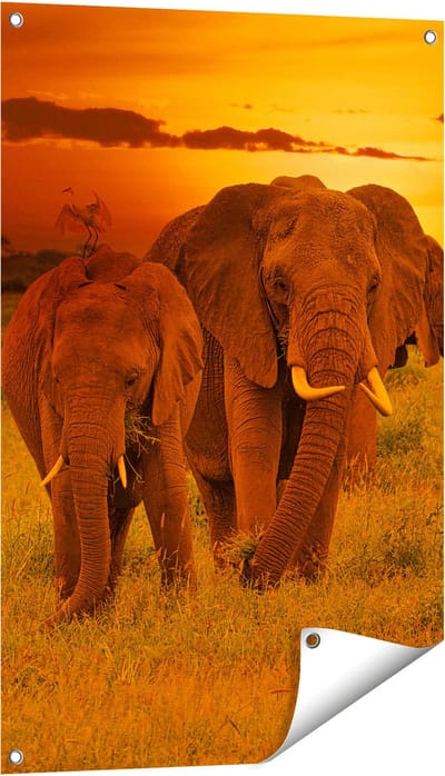 Gards Tuinposter Olifanten in het Wild - Zonsondergang - 60x90 cm - Tuindoek - Tuindecoratie - Wanddecoratie buiten - Tuinschilderij