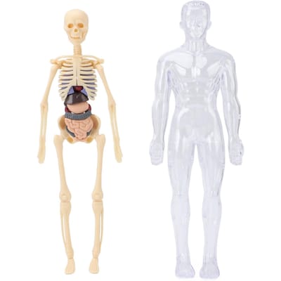 Menselijk Lichaamsmodel Kinderen Medische Student Interactieve Anatomie Fysiologie Studiehulpmiddelen met Botten Organen beige