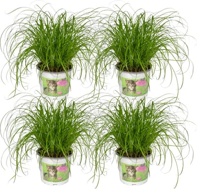 Plantenboetiek.nl | Cyperus Alternifolius - Kattengras | 4 stuks - Ø12cm - 20cm hoog - Kamerplant - Groenblijvend - Multideal