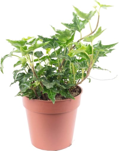 Onderhoudsarme Groene Kamerplant - Klimop Hedera Helix, Hoogte 15 cm
