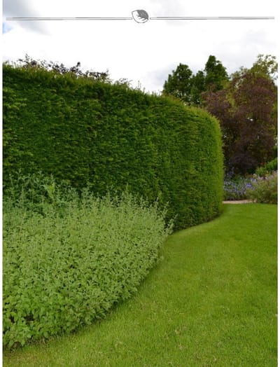 Venijnboom Taxus baccata 200-225 cm, 7x Haagplant