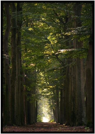 Poster Bospad - 30x40cm met Fotolijst – Natuur Poster – Ingelijst