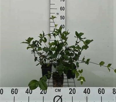 12x Kruipende Kardinaalsmuts - Euonymus fort. 'Dart's Blanket' | 9x9 cm pot