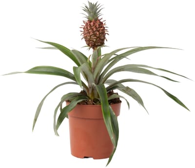 Plant in a Box - Ananasplant Mi Amigo - Kamerplant - Pot 12cm - Hoogte 35-45cm