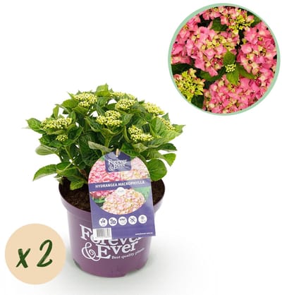 Green boutiQ - Terrasplant - Hortensia - Hydrangea Forever & Ever - Roze - 7-12 Bloemen - 2 Planten - Pot 23cm Hoogte 55cm