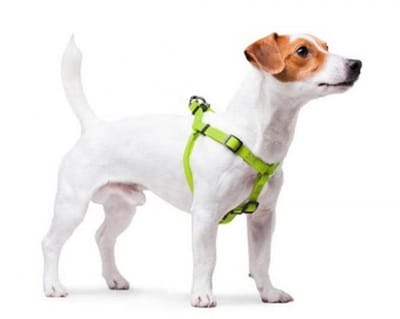 WAUDOG Waterproof Harnas / Hondentuigje - Collartex - Groen - Breedte 15 mm - Borstomtrek 40 - 55 cm (GELIEVE ALVORENS BESTELLEN OPMETEN)