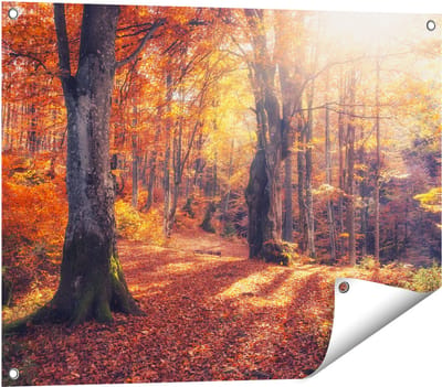 Gards Tuinposter Oranje Herfstbos met Zonneschijn - 80x60 cm - Tuindoek - Tuindecoratie - Wanddecoratie buiten - Tuinschilderij