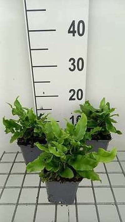 6x Tongvaren, Gerimpelde Tongvaren - Asplenium scol. 'Undulatum' | 9x9 cm pot
