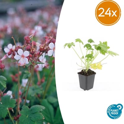 Trendyplants - Geranium macrorrhizum 'Spessart' - 24 stuks - Ooievaarsbek - Winterhard - Hoogte 10-30 cm - Potmaat Ø9cm