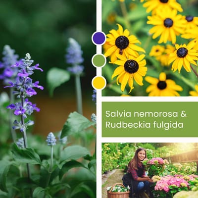 Planten Mix Salvia nemorosa & Rudbeckia fulgida - Vaste planten - Bijen-Vlinders - Snijbloemen - Bodembedekkers - Zomerbollen