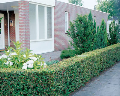 Plants Online BV - Planten - Set van 6 - Gewone zuurbes - Bladverliezend - Geschikt als lage haag - Inbraakwerend - Langzame groeier