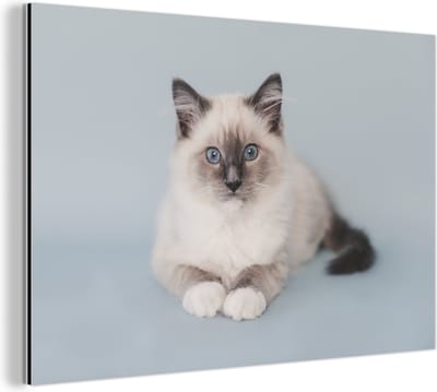 Wanddecoratie Metaal - Aluminium Schilderij Industrieel - Kat - Ragdoll Kat - Blauw - Meisjes - Kinderen - Jongens - Kindje - 30x20 cm - Dibond - Foto op aluminium - Industriële muurdecoratie - Voor de woonkamer/slaapkamer