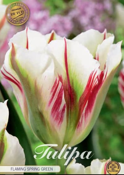 Dutch Finest Quality Bloembollen Tulpen Tulp Viridiflora Flaming Springgreen x5 12/+s