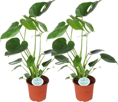 Plantenboetiek.nl | Monstera Deliciosa - Gatenplant | 2 stuks - Ø14cm - 35-45cm hoog - Kamerplant - Groenblijvend - Multideal