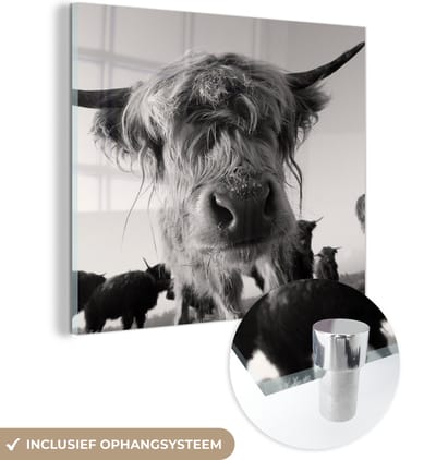 MuchoWow® Glasschilderij 50x50 cm - Schilderij acrylglas - Schotse Hooglander - Zwart - Wit - Dieren - Foto op glas - Schilderijen