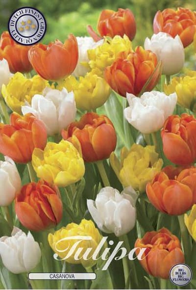 Casanova Garden Tulpenbollen 10 stuks bolmaat 12+