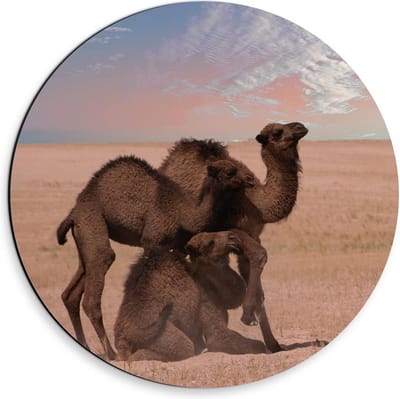 Dibond Wandcirkel - Kamelen duo Staand & Liggend - 30x30cm Foto op Aluminium Wandcirkel (met ophangsysteem)
