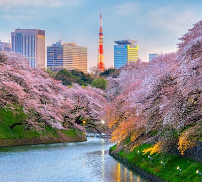 Kersenbloesem in bloei in Chidorigafuchi Park in Tokio - Fotobehang (in banen) - 250 x 260 cm