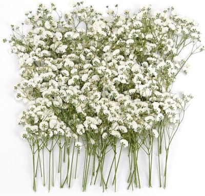 Drogende Gypsophila Bloemen voor Creatieve Projecten - 100 Stuks voor Decoratie en Ambachten