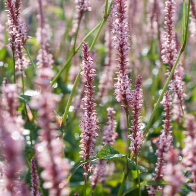 Persicaria amplexicaulis Rosea - Duizenknoop - Vaste planten - Bijen-Vlinders - Snijbloemen - Bodembedekkers - Zomerbollen