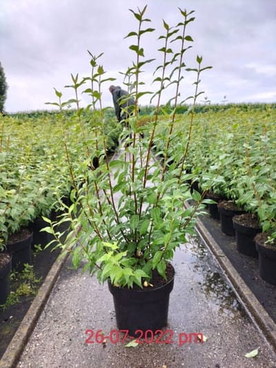 Plants Online - Tuinplanten - Heesters - Set van 1 - Philadelphus 'Dame Blanche' - 3 liter pot - Plant 50-60 cm
