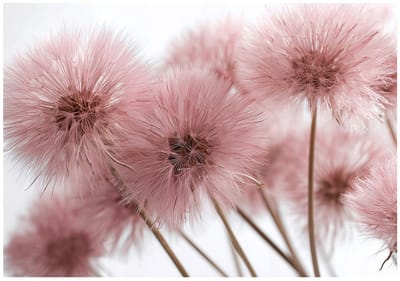 WALLARENA - Fotobehang - 150x105 cm - Roze natuur 3D paardenbloemen voor slaapkamer en woonkamer