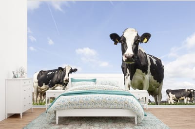 Behang - Fotobehang Koeien - Gras - Dieren - Zon - Boerderij - Breedte 295 cm x hoogte 220 cm