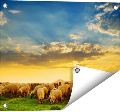 Gards Tuinposter Kudde Schapen op het Gras bij Zonsondergang - 50x40 cm - Tuindoek - Tuindecoratie - Wanddecoratie buiten - Tuinschilderij