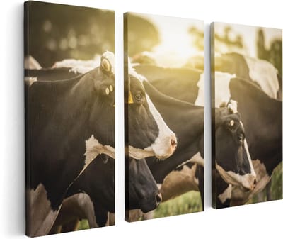 Artaza Canvas Schilderij Drieluik Zwart Wit Koeien In De Wei Met Zon - 120x80 - Foto Op Canvas - Canvas Print