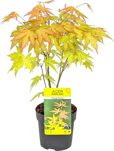 Bloomique - Acer Palmatum Orange Dream - Japanse Esdoorn - Oranje Blad - Tuinplanten - Winterhard - Hoogte 20-30 cm - Pot 10,5 cm