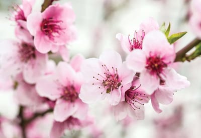 Fotobehang Cherry Blossom Flowers  | XL - 208cm x 146cm | 130g/m2 Vlies