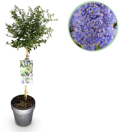 Green boutiQ - Plant op Stam - Ceanothus thyrsiflorus Repens - Terras Plant - Bladhoudend - Winterhard - Paarse Bloem - Pot 19cm Hoogte 90cm