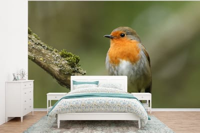 Behang - Fotobehang Vogel - Roodborstje - Tak - Planten - Breedte 350 cm x hoogte 260 cm