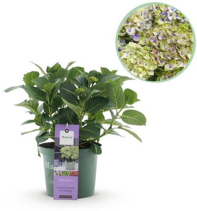 Green boutiQ - Terrasplant - Hortensia - Hydrangea Magical Jewel Blue - Blauw - 6-10 Bloemen - Pot 23cm Hoogte 55cm