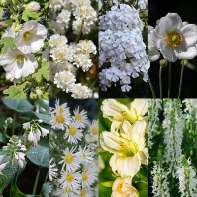 Plantenboetiek.nl | Borderpakket - Wit - 24 Vaste planten - 3 m2 - Diversen kleuren - Weinig Onderhoud - Ø11cm - 20-50cm hoog - Tuinplant