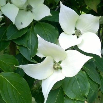 Cornus Kousa 'China Girl' - Japanse kornoelje 50-60 cm pot