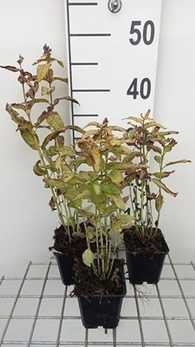 6x Kattekruid - Nepeta kubanica | 9x9 cm pot