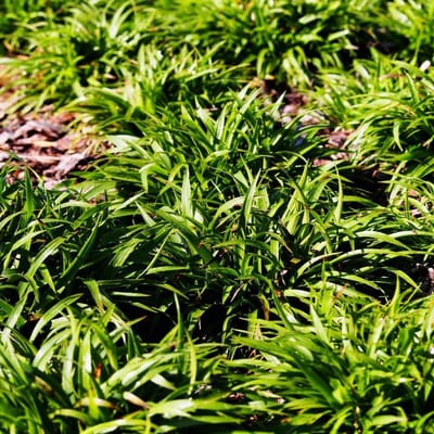 Bodembedekker planten - Vaste planten - Tuin opvullen - Groenblijvend en winterhard - 6 stuks - Groen