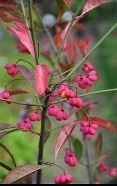 Euonymus eur. 'Red Cascade' - Kardinaalshoed, Kardinaalsmuts , Wilde Kardinaalsmuts 50- 60 cm in pot