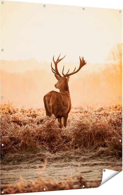 Gards Tuinposter Hert in de Wei tijdens de Zonsopkomst - 120x160 cm - Tuindoek - Tuindecoratie - Wanddecoratie buiten - Tuinschilderij